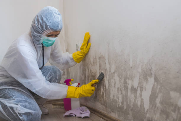 Professional Mold Removal in Northchase, NC